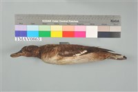 藏品(鳳頭潛鴨)的圖片